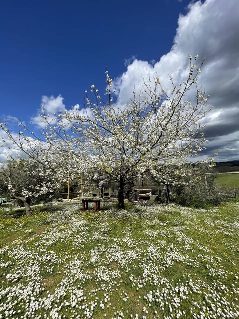 Truffle hunting in Chianti with pasta cooking class & lunch - Should you book Cofferi 1242 truffle hunting and pasta?