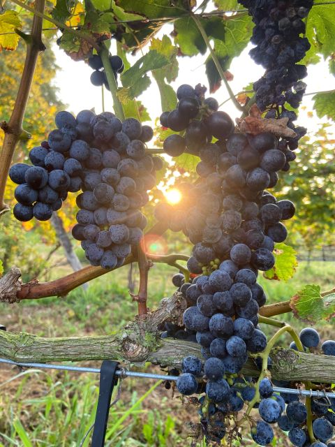 Verona: Pasta Cooking Class with Wine Tasting - Practical tips so your day goes smoothly